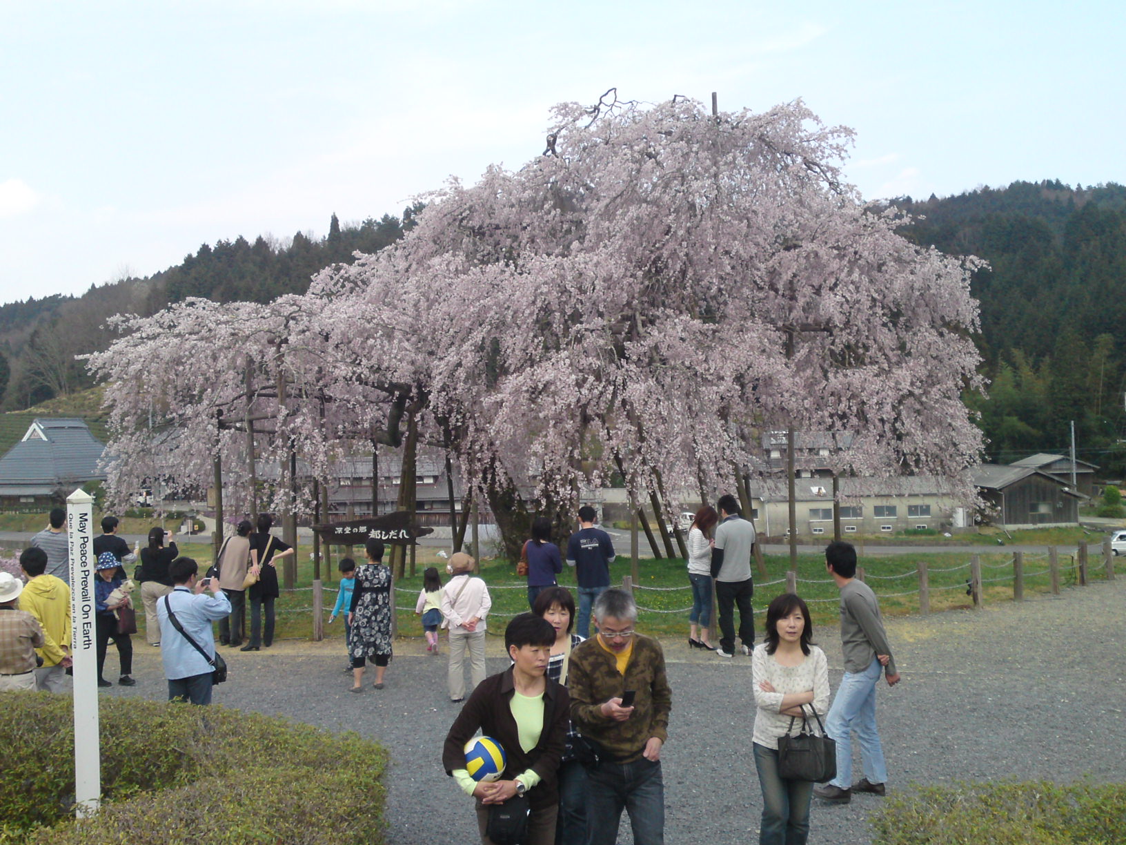 090412_hanami01.jpg