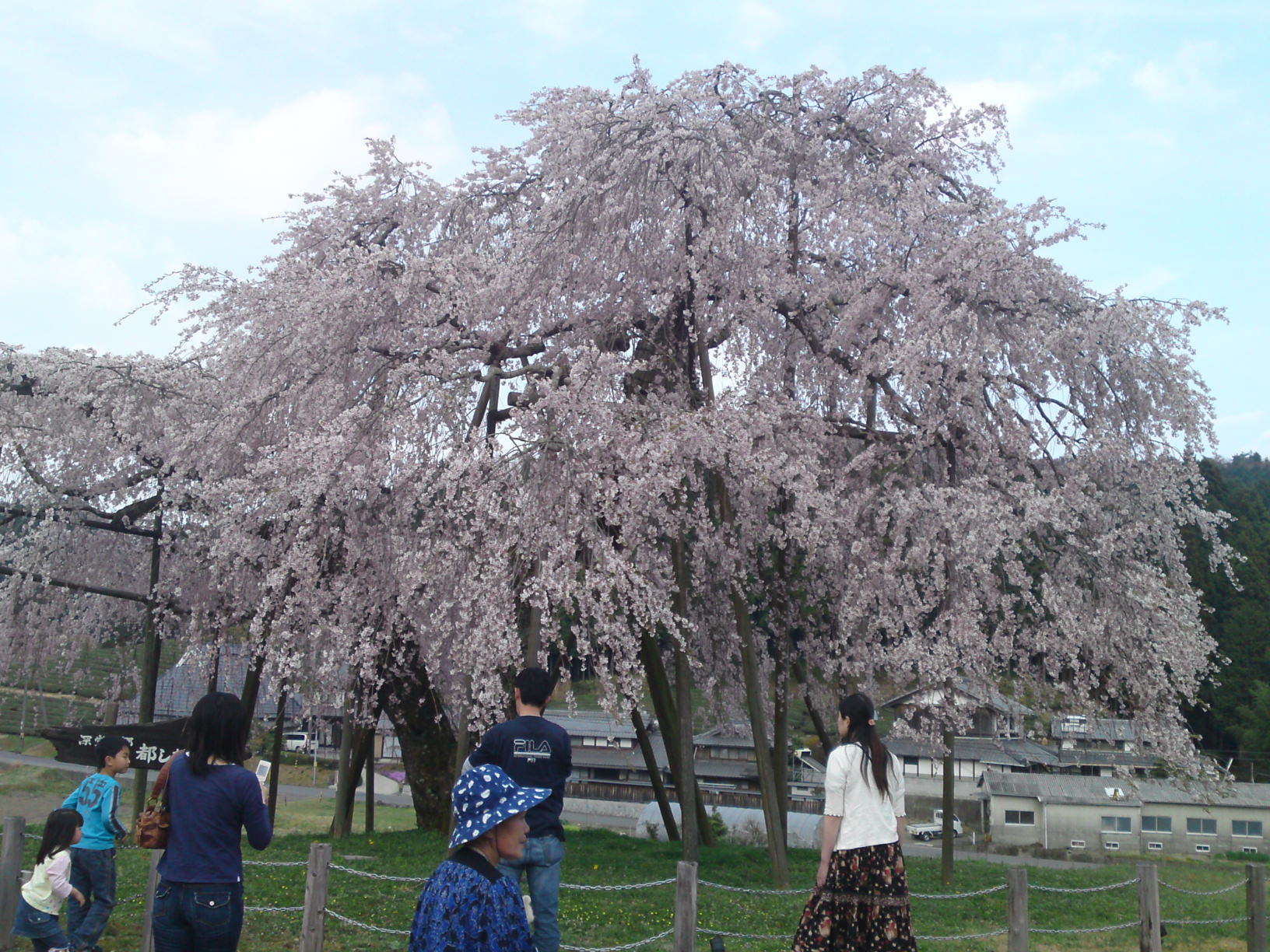 090412_hanami02.jpg