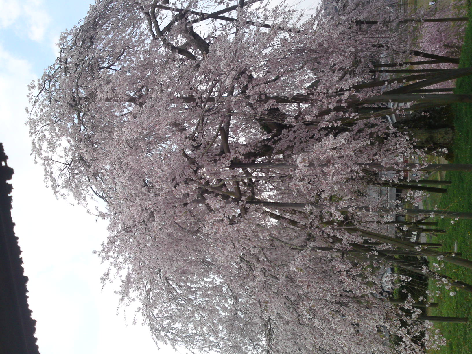 090412_hanami03.jpg