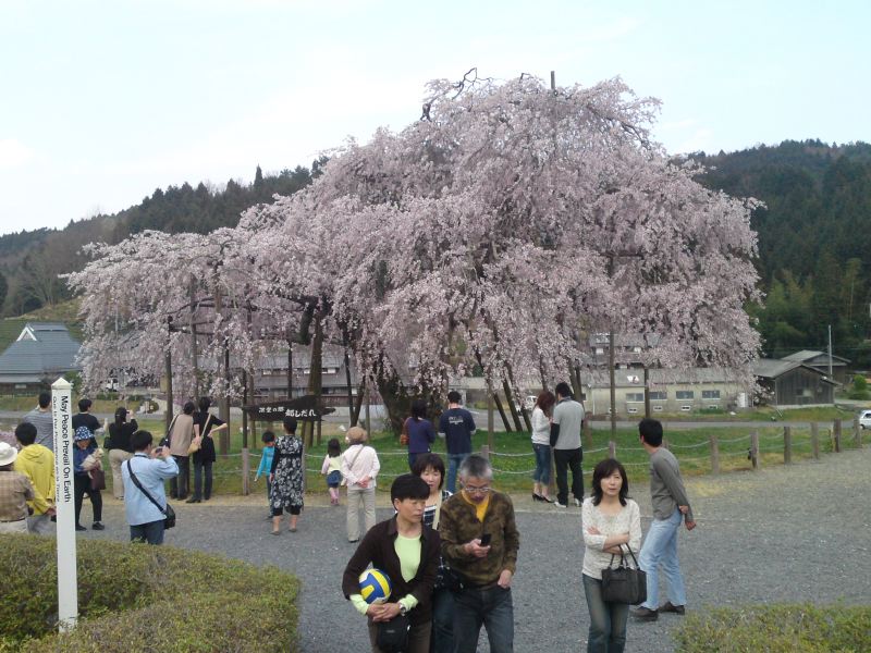 m_090412_hanami01.jpg