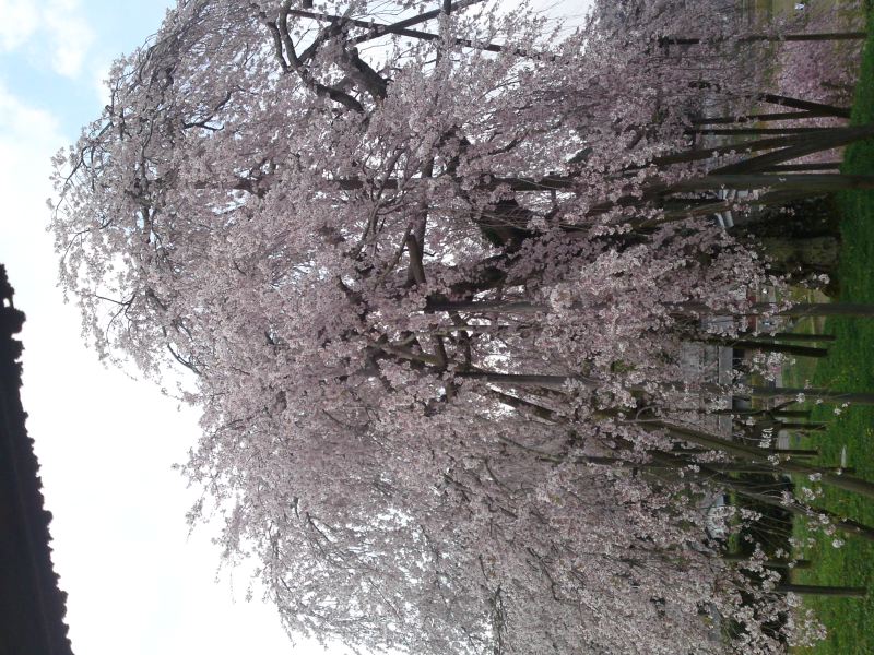 m_090412_hanami03.jpg