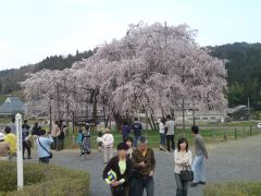 090412_hanami01.jpg