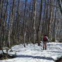 樹林帯の雪原